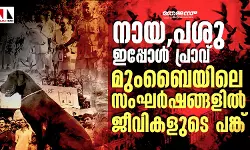 നായ,പശു ഇപ്പോള്‍ പ്രാവ്, മുംബൈയിലെ സംഘര്‍ഷങ്ങളില്‍ ജീവികളുടെ പങ്ക്‌
