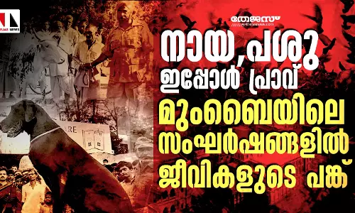 നായ,പശു ഇപ്പോള്‍ പ്രാവ്, മുംബൈയിലെ സംഘര്‍ഷങ്ങളില്‍ ജീവികളുടെ പങ്ക്‌