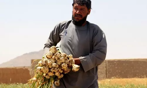 ഇന്ത്യയിലേക്ക് വെള്ളുള്ളി കയറ്റി അയച്ച് അഫ്ഗാനിസ്താന് ഇന്ത്യയിലേക്ക് വെള്ളുള്ളി കയറ്റി അയച്ച് അഫ്ഗാനിസ്താന്