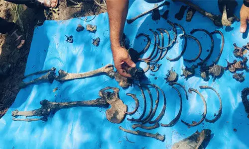 വിജിലിന്റെ കൊലപാതകം: കണ്ടെത്തിയത് 53 അസ്ഥികള് വിജിലിന്റെ കൊലപാതകം: കണ്ടെത്തിയത് 53 അസ്ഥികള്