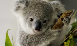 കോലകളെ രക്ഷിക്കാന് ക്ലമീഡിയയ്ക്കെതിരെ ലോകത്തെ ആദ്യ വാക്സിന് കോലകളെ രക്ഷിക്കാന് ക്ലമീഡിയയ്ക്കെതിരെ ലോകത്തെ ആദ്യ വാക്സിന്