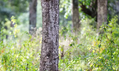 സ്വന്തം ചന്ദനമരം ഉടമക്ക് വെട്ടാം വില്ക്കാം; സര്ക്കാര് അംഗീകരിച്ച ബില്ല് പറയുന്നത് സ്വന്തം ചന്ദനമരം ഉടമക്ക് വെട്ടാം വില്ക്കാം; സര്ക്കാര് അംഗീകരിച്ച ബില്ല് പറയുന്നത്
