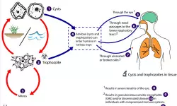 അന്തരീക്ഷത്തിലും അമീബകളുടെ സാന്നിധ്യമെന്ന് റിപോര്ട്ട് അന്തരീക്ഷത്തിലും അമീബകളുടെ സാന്നിധ്യമെന്ന് റിപോര്ട്ട്