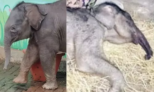 ചേകാടി സ്കൂളിലെത്തിയ ആനക്കുട്ടി ചരിഞ്ഞു ചേകാടി സ്കൂളിലെത്തിയ ആനക്കുട്ടി ചരിഞ്ഞു