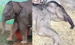 ചേകാടി സ്‌കൂളിലെത്തിയ ആനക്കുട്ടി ചരിഞ്ഞു