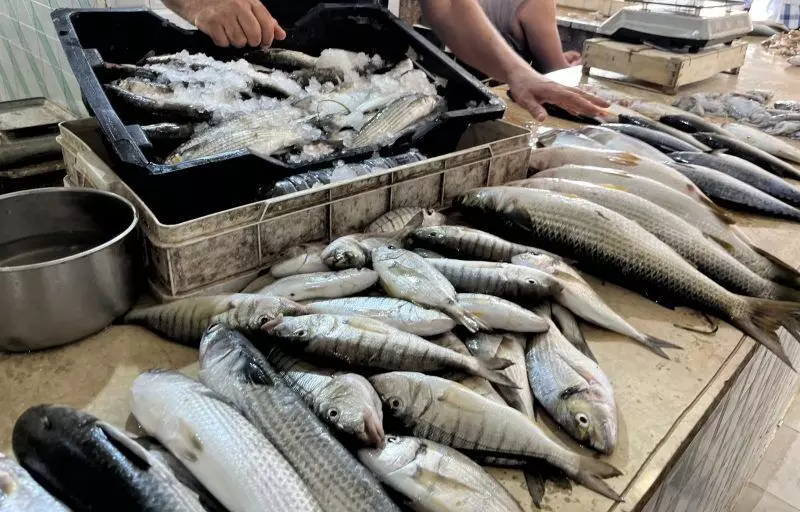 സ്രാവ്പിടിത്തം: ആശങ്കകള്ക്ക് ശാസ്ത്രീയ പരിഹാരം കാണുമെന്ന് സിഎംഎഫ്ആര്ഐ സ്രാവ്പിടിത്തം: ആശങ്കകള്ക്ക് ശാസ്ത്രീയ പരിഹാരം കാണുമെന്ന് സിഎംഎഫ്ആര്ഐ