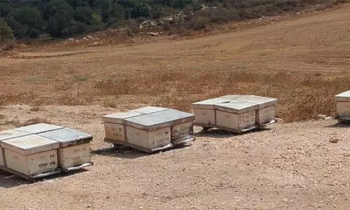 ജൂത പുതുവല്‍സരത്തിന് മുമ്പ് തേനീച്ചക്കൂടുകള്‍ നശിച്ചു; കാര്‍ഷിക യുദ്ധമെന്ന് സയണിസ്റ്റുകള്‍