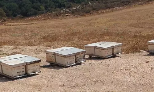 ജൂത പുതുവല്‍സരത്തിന് മുമ്പ് തേനീച്ചക്കൂടുകള്‍ നശിച്ചു; കാര്‍ഷിക യുദ്ധമെന്ന് സയണിസ്റ്റുകള്‍