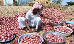 ഉള്ളിയുടെ വില ഇടിവ്; കര്ഷകര് ദുരിതത്തില്, പ്രതിഷേധം കനക്കുന്നു ഉള്ളിയുടെ വില ഇടിവ്; കര്ഷകര് ദുരിതത്തില്, പ്രതിഷേധം കനക്കുന്നു