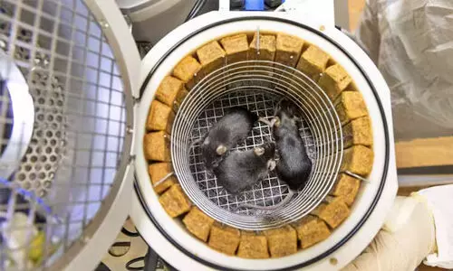 റഷ്യ ബഹിരാകാശത്തേക്ക് അയച്ച എലികള് ജീവനോടെ തിരിച്ചെത്തി റഷ്യ ബഹിരാകാശത്തേക്ക് അയച്ച എലികള് ജീവനോടെ തിരിച്ചെത്തി