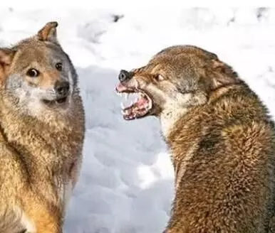 യുപിയിൽ മൂന്നുവയസ്സുള്ള കുട്ടിയെ ചെന്നായ പിടിച്ചു; ആക്രമണം മാതാവിൻ്റെ മടിയിലിരുന്ന് പാൽ കുടിക്കവെ, കുട്ടിക്കായി തിരച്ചിൽ