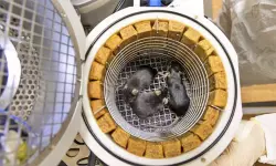 റഷ്യ ബഹിരാകാശത്തേക്ക് അയച്ച എലികള്‍ ജീവനോടെ തിരിച്ചെത്തി