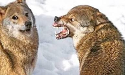 เดฏเตเดชเดฟเดฏเดฟเตฝ เดฎเตเดจเตเดจเตเดตเดฏเดธเตเดธเตเดณเตเดณ เดเตเดเตเดเดฟเดฏเต เดเตเดจเตเดจเดพเดฏ เดชเดฟเดเดฟเดเตเดเต; เดเดเตเดฐเดฎเดฃเด เดฎเดพเดคเดพเดตเดฟเตปเตเดฑเต เดฎเดเดฟเดฏเดฟเดฒเดฟเดฐเตเดจเตเดจเต เดชเดพเตฝ เดเตเดเดฟเดเตเดเดตเต, เดเตเดเตเดเดฟเดเตเดเดพเดฏเดฟ เดคเดฟเดฐเดเตเดเดฟเตฝ เดฏเตเดชเดฟเดฏเดฟเตฝ เดฎเตเดจเตเดจเตเดตเดฏเดธเตเดธเตเดณเตเดณ เดเตเดเตเดเดฟเดฏเต เดเตเดจเตเดจเดพเดฏ เดชเดฟเดเดฟเดเตเดเต; เดเดเตเดฐเดฎเดฃเด เดฎเดพเดคเดพเดตเดฟเตปเตเดฑเต เดฎเดเดฟเดฏเดฟเดฒเดฟเดฐเตเดจเตเดจเต เดชเดพเตฝ เดเตเดเดฟเดเตเดเดตเต, เดเตเดเตเดเดฟเดเตเดเดพเดฏเดฟ เดคเดฟเดฐเดเตเดเดฟเตฝ