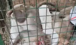 തിരുവനന്തപുരത്ത് കുരങ്ങന്‍മാര്‍ ചത്തനിലയില്‍