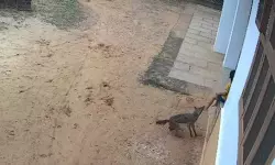 കണ്ണൂരില്‍ വീട്ടുവരാന്തയിലിരുന്ന കുഞ്ഞിന് കുറുനരിയുടെ കടിയേറ്റു; രണ്ടുസ്ഥലങ്ങളിലായി ആറുപേര്‍ക്കാണ് കടിയേറ്റത്