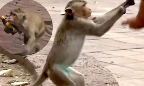 ഗാസിയാബാദിലെ കുരങ്ങ് ശല്യം പരിഹരിക്കാന് ആരുമില്ലെന്ന് അലഹബാദ് ഹൈക്കോടതി ഗാസിയാബാദിലെ കുരങ്ങ് ശല്യം പരിഹരിക്കാന് ആരുമില്ലെന്ന് അലഹബാദ് ഹൈക്കോടതി