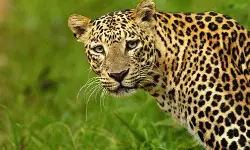 เดตเดฏเดจเดพเดเตเดเดฟเดฒเตโ เดตเดฟเดฆเตเดฏเดพเดฐเตโเดฅเดฟเดเตเดเต เดจเตเดฐเต เดตเดจเตเดฏเดเตเดตเดฟ เดเดเตเดฐเดฎเดฃเด เดตเดฏเดจเดพเดเตเดเดฟเดฒเตโ เดตเดฟเดฆเตเดฏเดพเดฐเตโเดฅเดฟเดเตเดเต เดจเตเดฐเต เดตเดจเตเดฏเดเตเดตเดฟ เดเดเตเดฐเดฎเดฃเด