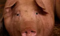 തൃശൂരില്‍ ആഫ്രിക്കന്‍ പന്നിപ്പനി; മാംസ വിതരണത്തിന് കര്‍ശന നിയന്ത്രണം