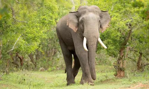 കോയമ്പത്തൂരില്‍ കാട്ടാന ആക്രമണത്തില്‍ 42കാരന്‍ മരിച്ചു