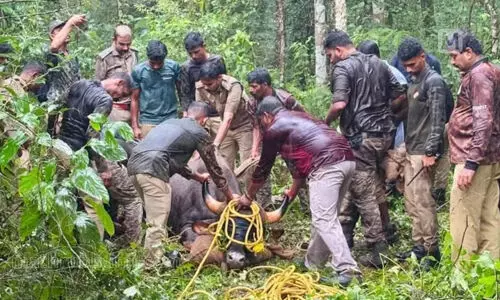 മട്ടന്നൂരില് ജനവാസ മേഖലയിലിറങ്ങിയ കാട്ടുപോത്തിനെ മയക്കുവെടിവച്ച് പിടിച്ചു മട്ടന്നൂരില് ജനവാസ മേഖലയിലിറങ്ങിയ കാട്ടുപോത്തിനെ മയക്കുവെടിവച്ച് പിടിച്ചു