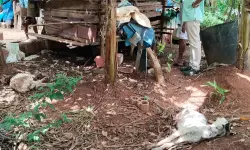 അഞ്ച് ആടുകളെ അജ്ഞാത ജീവി കടിച്ചുകൊന്നു