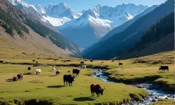 നിയന്ത്രണ രേഖ മറികടന്ന് പശുക്കള്‍; തിരികെ കൊണ്ടുവരണമെന്ന് കശ്മീരി ഗ്രാമീണര്‍