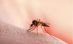 വണ്ടൂരില്‍ മൂന്ന് അതിഥി തൊഴിലാളികള്‍ക്ക് മലമ്പനി സ്ഥിരീകരിച്ചു