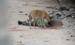 മൃതദേഹങ്ങള് സംസ്കരിക്കാന് ഇസ്രായേല് അനുവദിക്കുന്നില്ലെന്ന് ഗസ സിവില് ഡിഫന്സ് മൃതദേഹങ്ങള് സംസ്കരിക്കാന് ഇസ്രായേല് അനുവദിക്കുന്നില്ലെന്ന് ഗസ സിവില് ഡിഫന്സ്