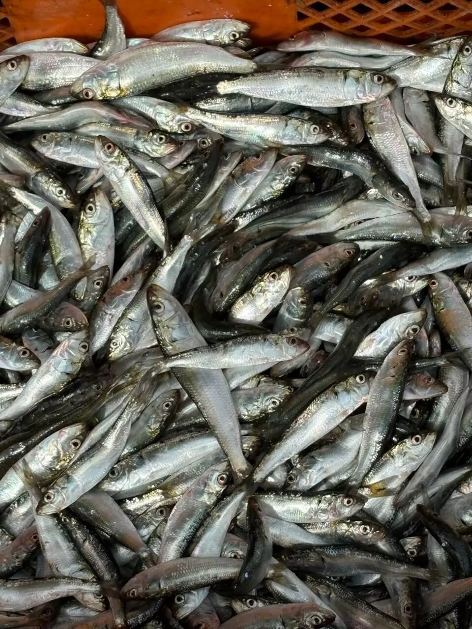 മത്തിപ്രേമികളെ നിരാശരാക്കി കുഞ്ഞന്‍മത്തികള്‍