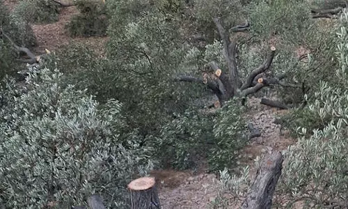 അല് ഖലീലില് 300 മരങ്ങള് വെട്ടി ജൂതകുടിയേറ്റക്കാര് അല് ഖലീലില് 300 മരങ്ങള് വെട്ടി ജൂതകുടിയേറ്റക്കാര്