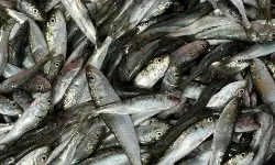 മത്തിപ്രേമികളെ നിരാശരാക്കി കുഞ്ഞന്‍മത്തികള്‍