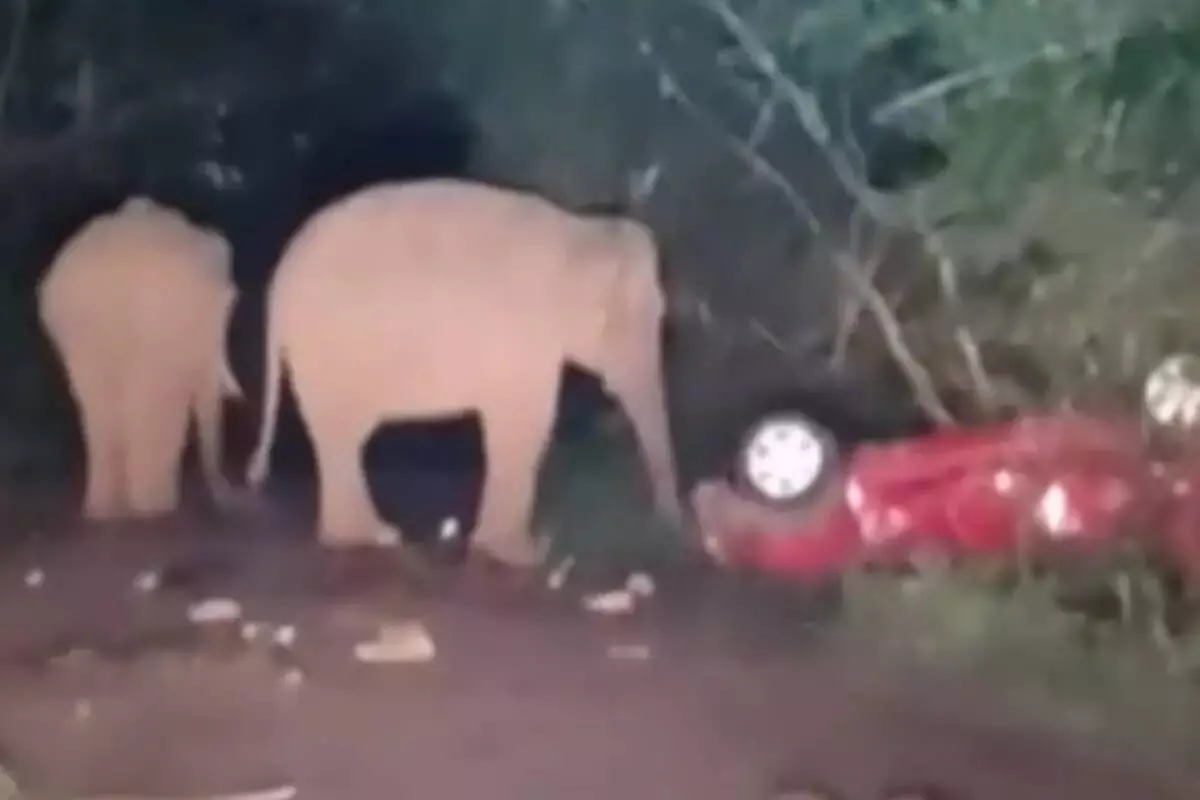 *അതിരപ്പിള്ളിയിൽ നിർത്തിയിട്ട കാർ തകർത്ത് കാട്ടാനക്കൂട്ടം* *അതിരപ്പിള്ളിയിൽ നിർത്തിയിട്ട കാർ തകർത്ത് കാട്ടാനക്കൂട്ടം*