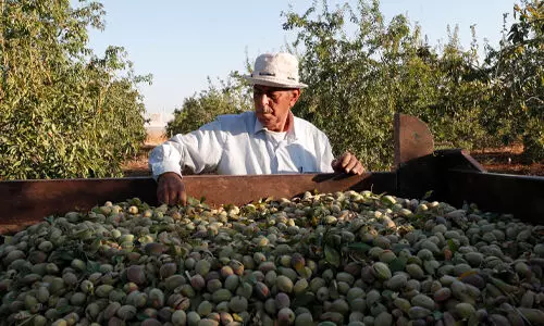 ഫലസ്തീന് ഐക്യദാര്ഢ്യം; യുകെയിലെ ഫലസ്തീന് ഒലിവ് ഓയില് വില്പ്പന 50 ശതമാനം വര്ദ്ധിച്ചു ഫലസ്തീന് ഐക്യദാര്ഢ്യം; യുകെയിലെ ഫലസ്തീന് ഒലിവ് ഓയില് വില്പ്പന 50 ശതമാനം വര്ദ്ധിച്ചു