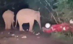 *അതിരപ്പിള്ളിയിൽ നിർത്തിയിട്ട കാർ തകർത്ത് കാട്ടാനക്കൂട്ടം*