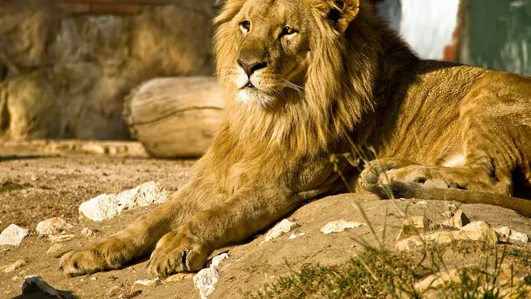 നടന്‍ ശിവകാര്‍ത്തികേയന്‍ ദത്തെടുത്ത സിംഹത്തെ  ദിവസങ്ങള്‍ക്ക് ശേഷം കണ്ടെത്തി