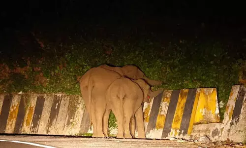 നാടുകാണി ചുരം പാതയില് കാട്ടാനകളിറങ്ങുന്നു; യാത്രക്കാര്ക്ക് ജാഗ്രതാ നിര്ദ്ദേശവുമായി വനപാലകര് നാടുകാണി ചുരം പാതയില് കാട്ടാനകളിറങ്ങുന്നു; യാത്രക്കാര്ക്ക് ജാഗ്രതാ നിര്ദ്ദേശവുമായി വനപാലകര്