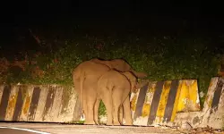 നാടുകാണി ചുരം പാതയില്‍ കാട്ടാനകളിറങ്ങുന്നു; യാത്രക്കാര്‍ക്ക് ജാഗ്രതാ നിര്‍ദ്ദേശവുമായി വനപാലകര്‍