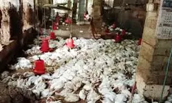 പൗള്‍ട്രി ഫാമില്‍ തെരുവുനായ ആക്രമണം, നിരവധി കോഴികളെ കടിച്ചുകൊന്നു