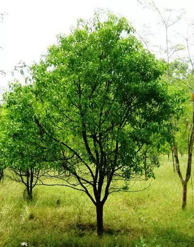 മരം നടുന്നവര്ക്ക് ധനസഹായം: ട്രീ ബാങ്ക് പദ്ധതിയുമായി സര്ക്കാര് മരം നടുന്നവര്ക്ക് ധനസഹായം: ട്രീ ബാങ്ക് പദ്ധതിയുമായി സര്ക്കാര്