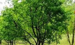 മരം നടുന്നവര്‍ക്ക് ധനസഹായം: ട്രീ ബാങ്ക് പദ്ധതിയുമായി സര്‍ക്കാര്‍