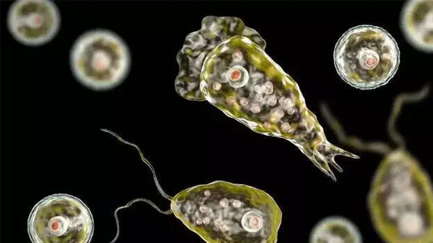 അമീബിക് മസ്തിഷ്‌ക ജ്വരം; ഈ വര്‍ഷം 22 മരണം, 97 പേര്‍ക്ക് രോഗം സ്ഥിരീകരിച്ചു