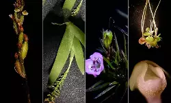 പശ്ചിമഘട്ടം പറയാത്ത കഥകള്‍; കര്‍ണാടക ഗവേഷകര്‍ കണ്ടെത്തിയത് നാലുപുതിയ സസ്യഇനങ്ങള്‍