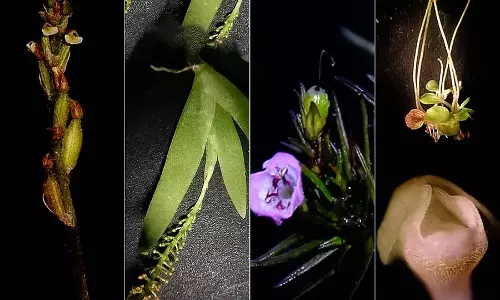 പശ്ചിമഘട്ടം പറയാത്ത കഥകള്; കര്ണാടക ഗവേഷകര് കണ്ടെത്തിയത് നാലുപുതിയ സസ്യഇനങ്ങള് പശ്ചിമഘട്ടം പറയാത്ത കഥകള്; കര്ണാടക ഗവേഷകര് കണ്ടെത്തിയത് നാലുപുതിയ സസ്യഇനങ്ങള്