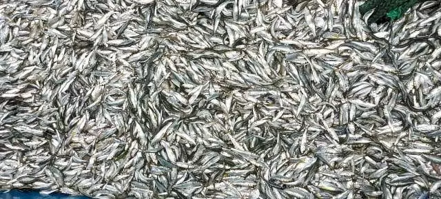 *ചെറുമത്തി പിടിക്കരുത് , സുസ്ഥിരത നിലനിർത്താൻ എം എൽ എസ് നിയന്ത്രണം - മുന്നറിയിപ്പുമായി   സിഎംഎഫ്ആർഐ*