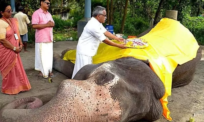 ആനക്കോട്ടയിലെ ഗുരുവായൂര്‍ ഗോകുല്‍ നേരിട്ടത് ക്രൂരപീഡനമെന്ന് കണ്ടെത്തല്‍