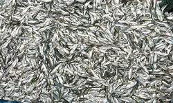 *ചെറുമത്തി പിടിക്കരുത് , സുസ്ഥിരത നിലനിർത്താൻ എം എൽ എസ് നിയന്ത്രണം - മുന്നറിയിപ്പുമായി   സിഎംഎഫ്ആർഐ*