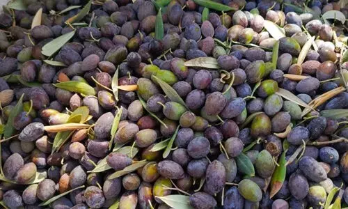 ജൂത കുടിയേറ്റക്കാരുടെ മുന്നില് നിന്ന് ഒലീവ് വിളവെടുത്ത് ലബ്നീസ് കര്ഷകര് ജൂത കുടിയേറ്റക്കാരുടെ മുന്നില് നിന്ന് ഒലീവ് വിളവെടുത്ത് ലബ്നീസ് കര്ഷകര്