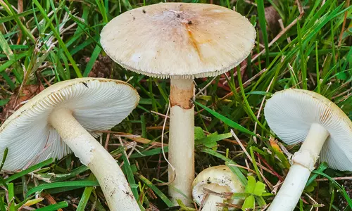 കൂണ്‍ കഴിച്ചതിന് പിന്നാലെ ദേഹാസ്വാസ്ഥ്യം, ആറുപേര്‍ ആശുപത്രിയില്‍