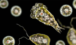 അമീബിക് മസ്തിഷ്‌കജ്വരം സ്ഥിരീകരിച്ചിടത്ത് കോളിഫോം ബാക്ടീരിയയുടെ സാന്നിധ്യം