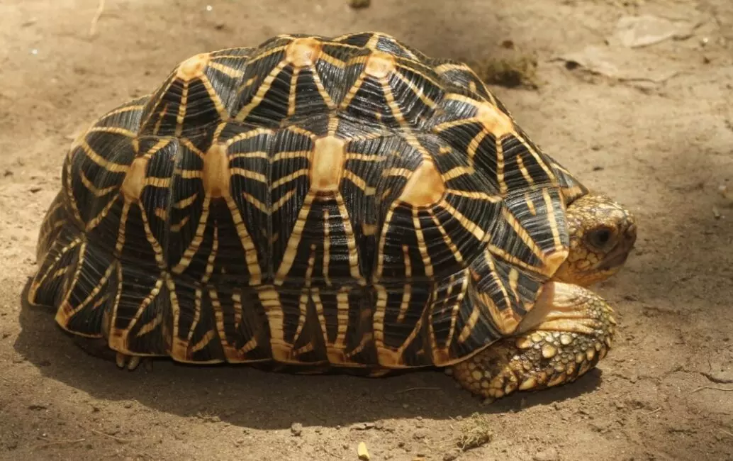 ദീപാവലി ആഘോഷം; സുന്ദരി ആമകളെ സംരക്ഷിക്കാൻ സുരക്ഷയൊരുക്കി അധികൃതർ ദീപാവലി ആഘോഷം; സുന്ദരി ആമകളെ സംരക്ഷിക്കാൻ സുരക്ഷയൊരുക്കി അധികൃതർ